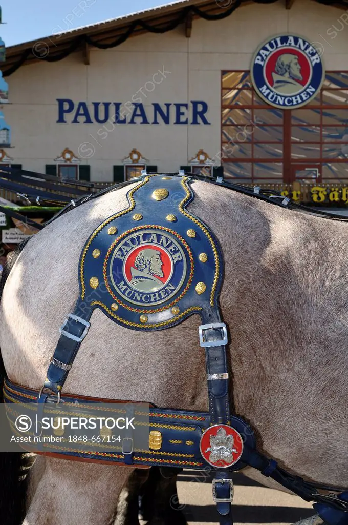 Draught horse wearing a harness from the Paulaner Brewery standing in front of the Paulaner Winzerer Faehnd'l festival tent, Oktoberfest 2010, Munich,...