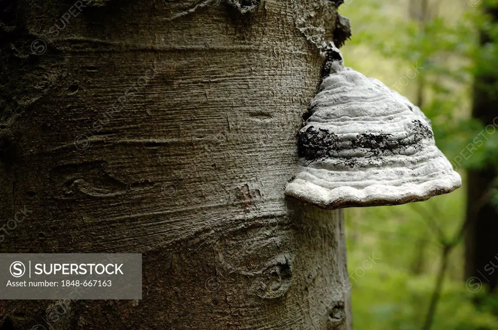 Tinder Fungus, Hoof Fungus, Tinder Conk, Tinder Polypore or Ice Man Fungus (Fomes fomentarius) on a beech trunk (Fagus)