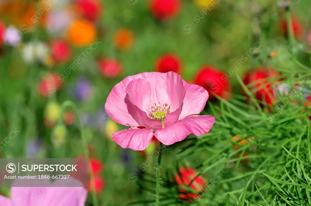 Pink or salmon-coloured flower of a Corn Poppy Hybrid (Papaver rhoeas L. hybrids), Schwaebisch Gmuend, Baden-Wuerttemberg, Germany, Europe