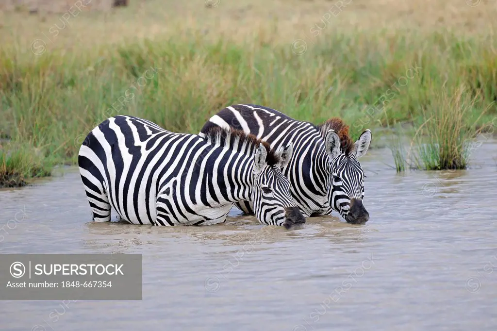 Plains zebras or Common zebras (Equus quagga), couple standing in a pond and drinking, Masai Mara, Kenya, East Africa