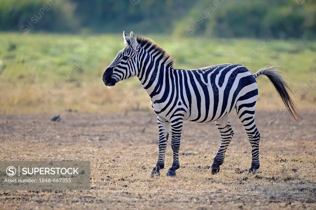 Plains zebra or Common zebra (Equus quagga), juvenile, Masai Mara, Kenya, East Africa