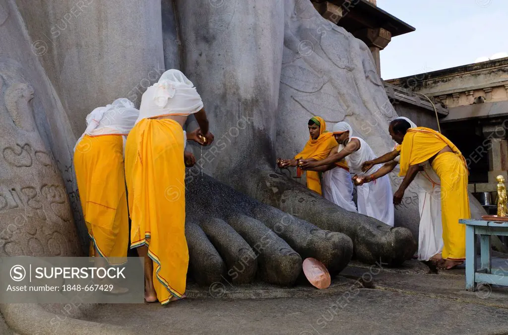 Group of Jain pilgrims is pouring water over the feet of the statue of Lord Gomateshwara, the tallest monolithic statue in the world, dedicated to Lor...