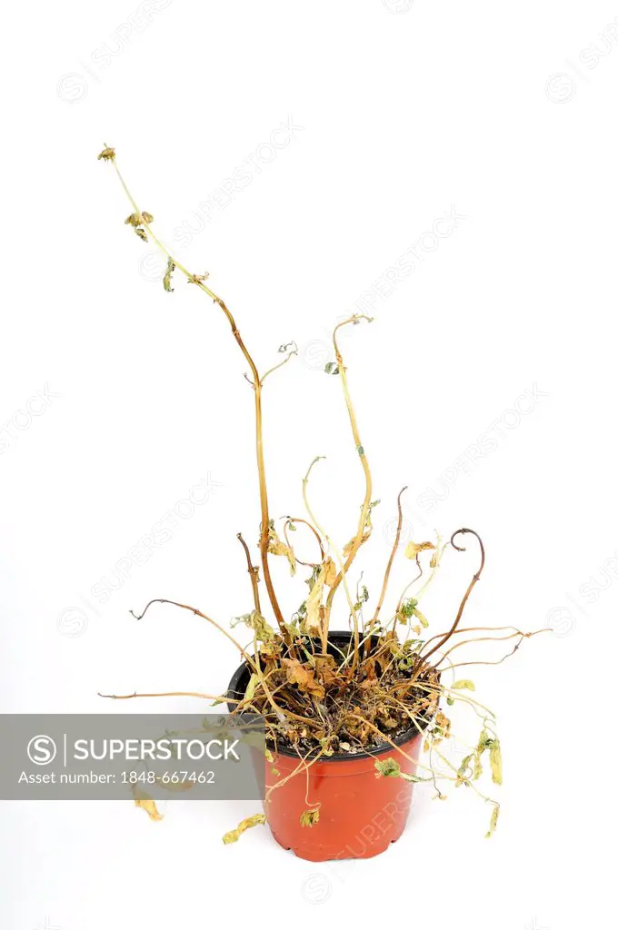 Withered plant in a pot