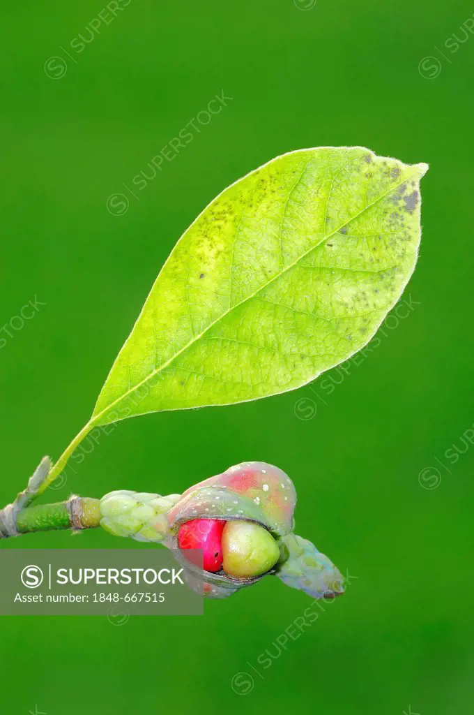 Kobushi Magnolia (Magnolia kobus), leaf and seeds, Japanese species, garden plant, ornamental plant, shrub