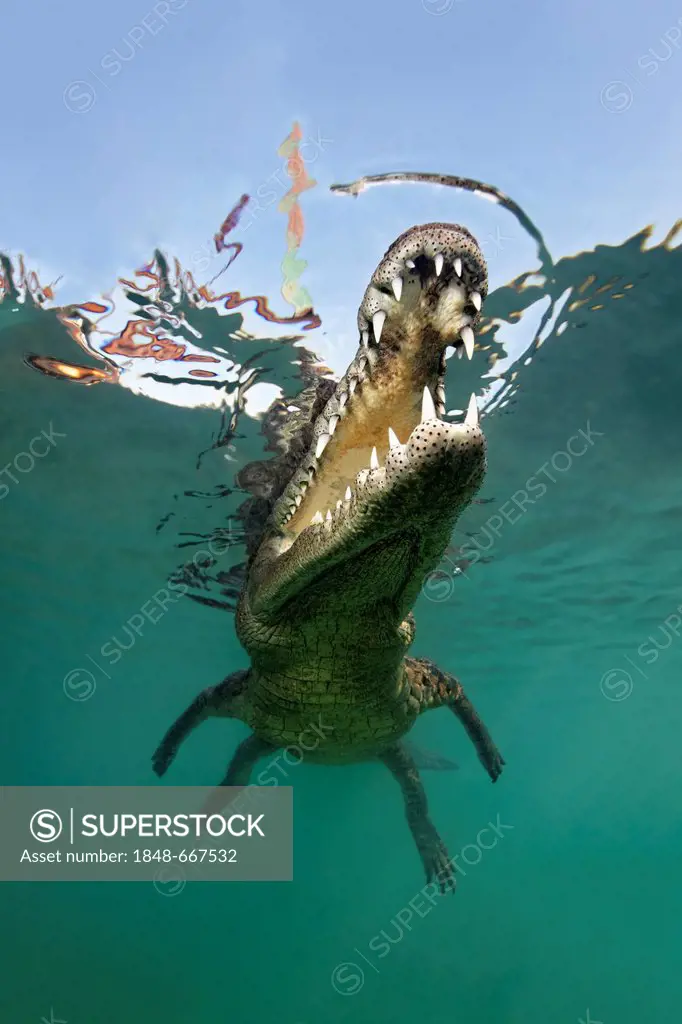 American crocodile (Crocodylus acutus), head, mouth, set of teeth, underwater, close to surface, Republic of Cuba, Caribbean Sea, Central America