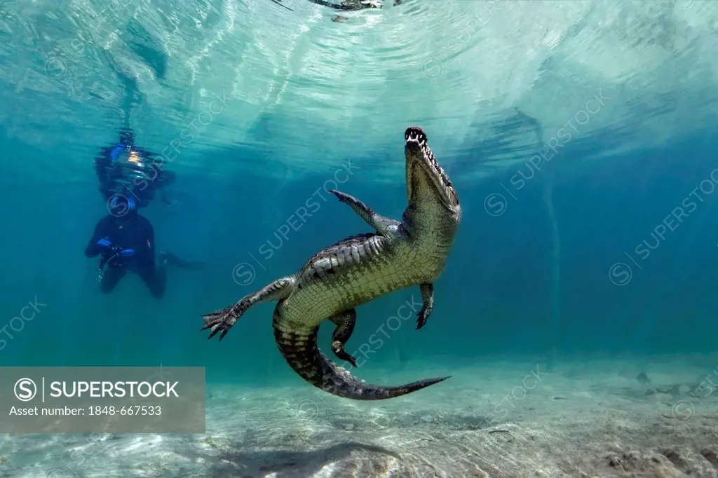 American crocodile (Crocodylus acutus), underwater, Republic of Cuba, Caribbean Sea, Central America
