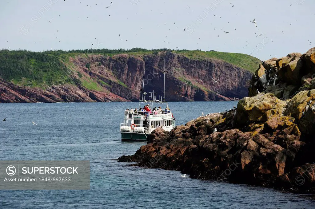 Bird and whale watching by boat, Witless Bay, Newfoundland, Canada, North America