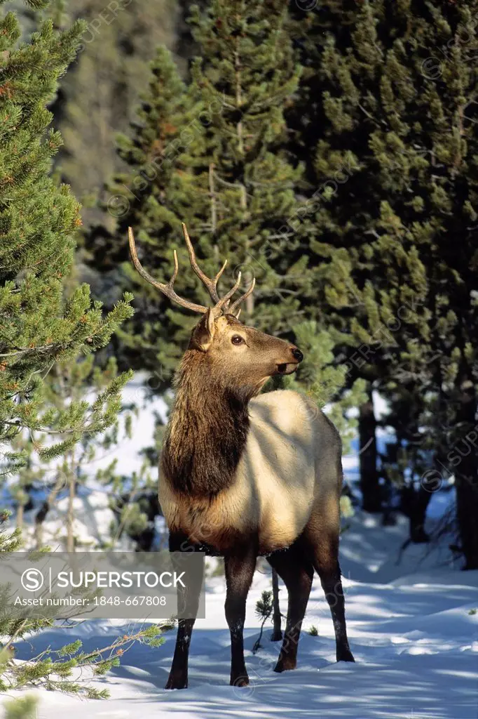 Wapiti (Cervus canadensis) in Yellowstone National Park, Wyoming, USA
