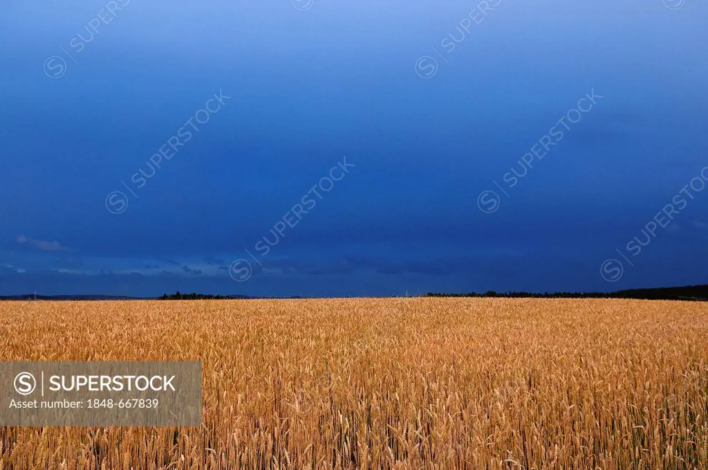 Stormy sky above a ripe cornfield, Eckental, Middle Franconia, Bavaria, Germany, Europe