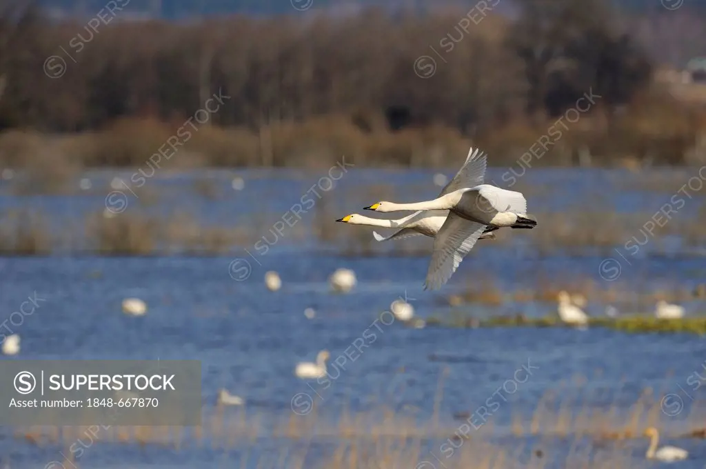 Whooper swans (Cygnus cygnus), flying breeding pair, Hornborgasjoen, Vaestergoetland, Sweden, Scandinavia, Europe