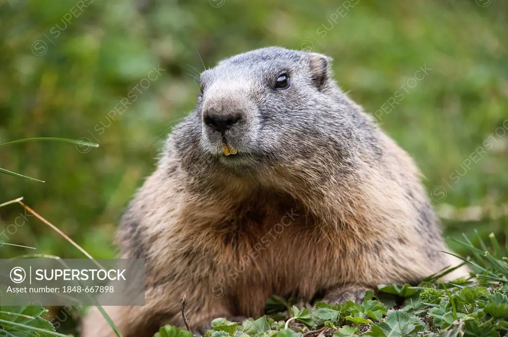 Alpine marmot (Marmota marmota), male, Averstal valley, canton of Grisons, Switzerland, Europe