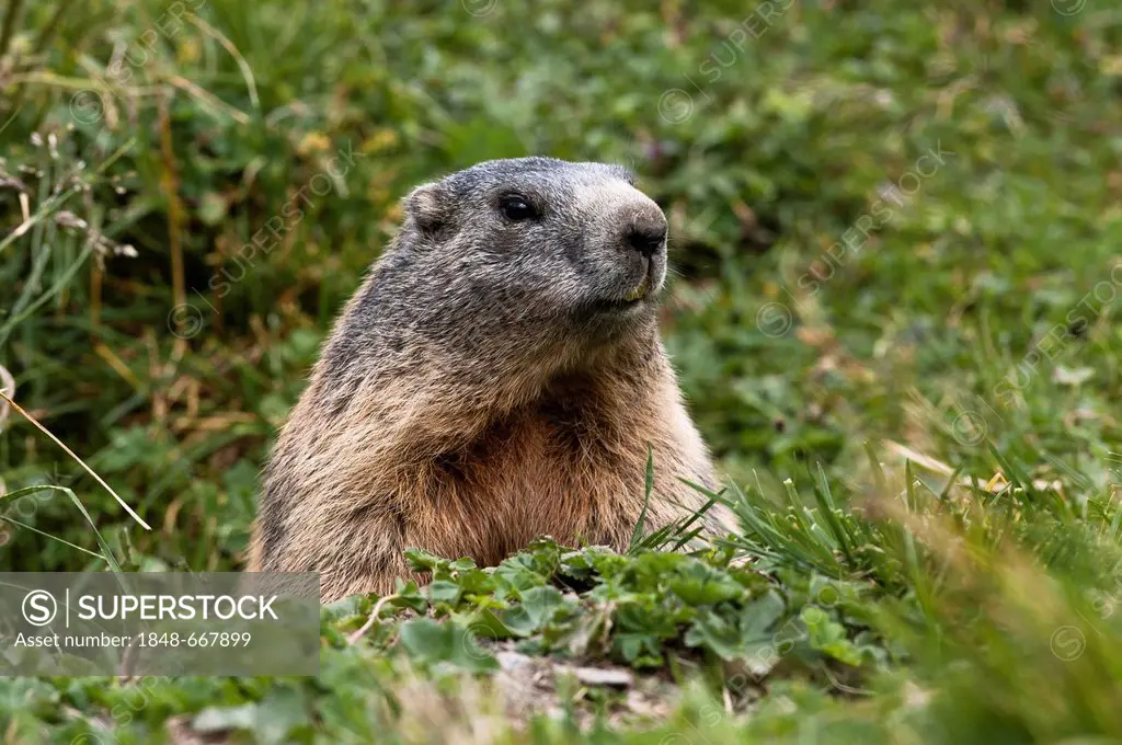 Alpine marmot (Marmota marmota), looking out of its burrow, Averstal valley, canton of Grisons, Switzerland, Europe