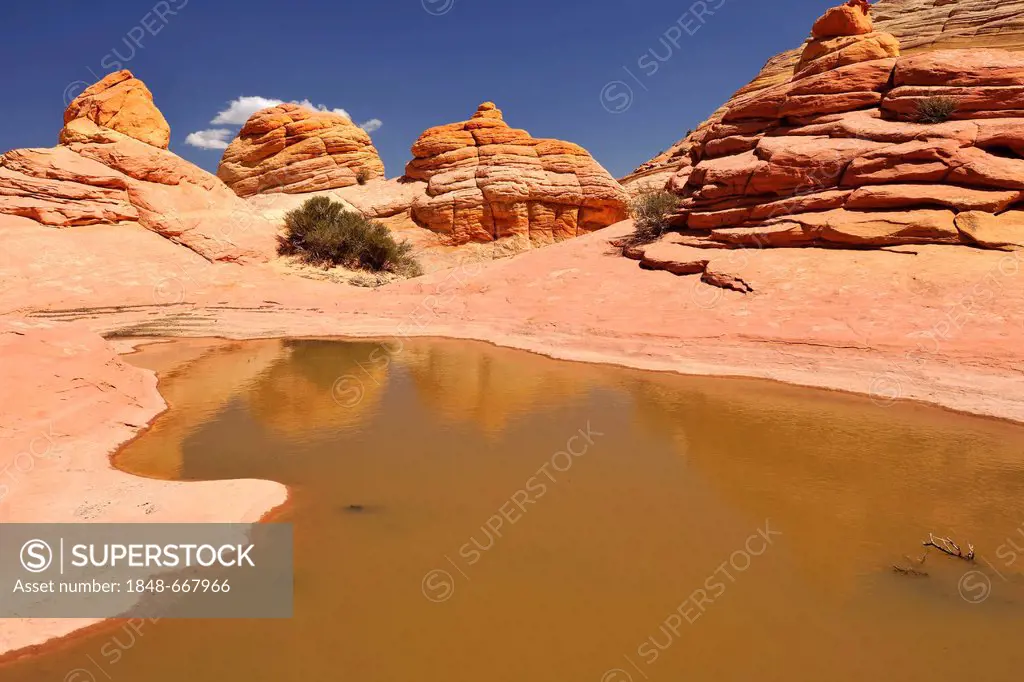 Brain Rocks and pool of rain water, Top Rock, southern entrance to The Wave sandstone formation, North Coyote Buttes, Paria Canyon, Vermillion Cliffs ...