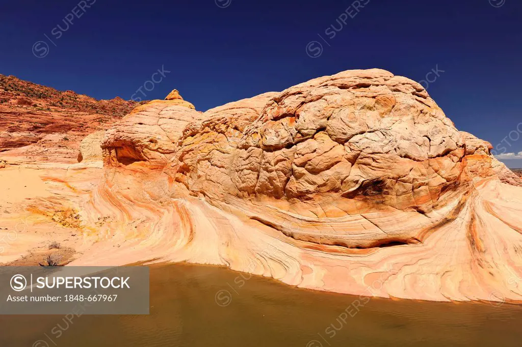 Brain Rocks and pool of rain water, Top Rock, southern entrance to The Wave sandstone formation, North Coyote Buttes, Paria Canyon, Vermillion Cliffs ...