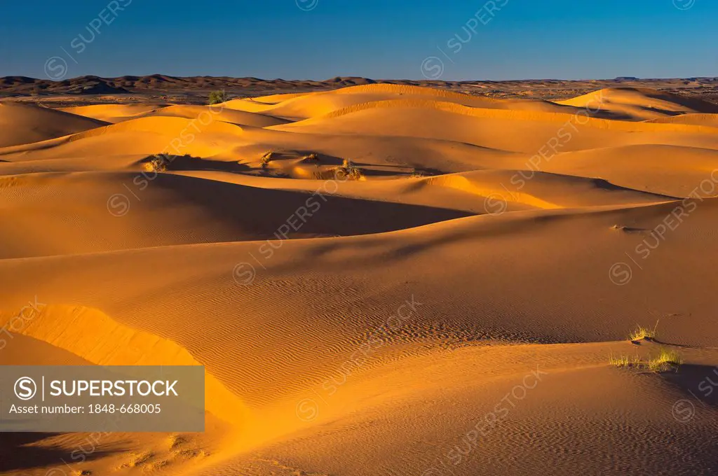 Sand dunes of Erg Chebbi in the evening light, Sahara, southern Morocco, Morocco, Africa