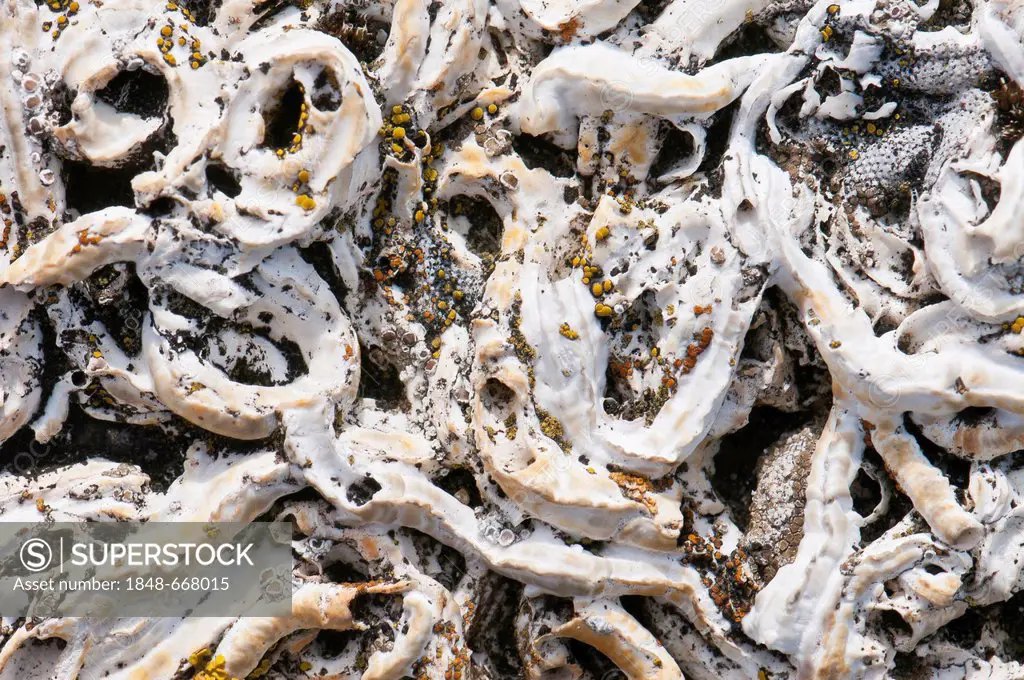 Old chalk tubes of Filigree worm (Filograna implexa) with lichens, West Jutland, Denmark, Europe