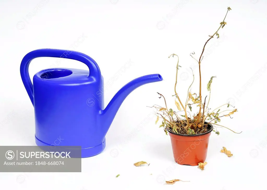 Blue watering can and a withered plant in a pot