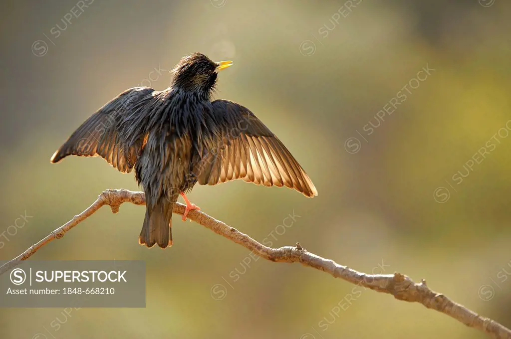 Spotless Starling (Sturnus unicolor), warming its wings in the morning sun