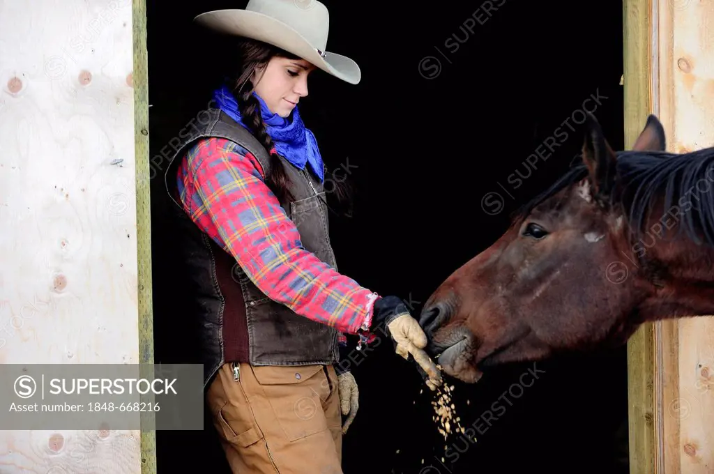 Cowgirl feeding oats to a horse, Saskatchewan, Canada, North America
