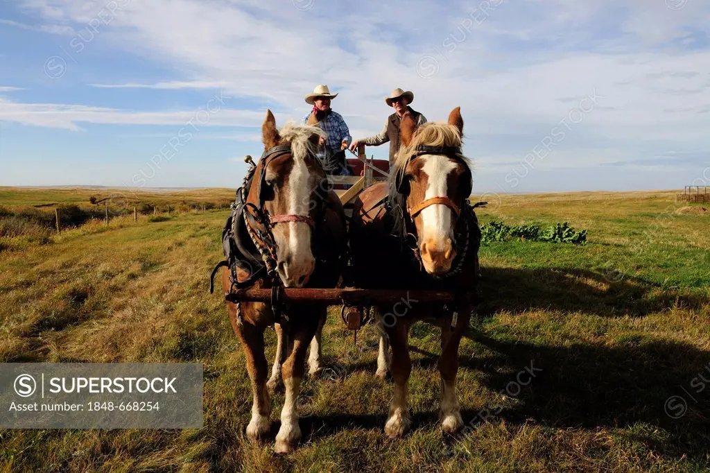 Two cowboys steering a horse cart, Saskatchewan, Canada, North America