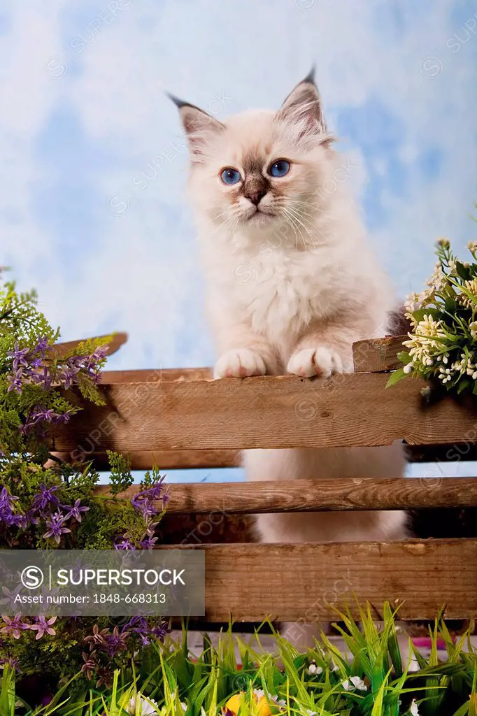 Kitten, Sacred Birman breed, standing at a fence