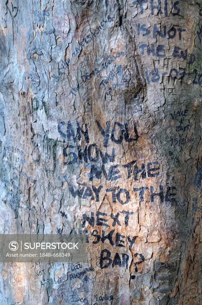 Inscriptions on tree at Jim Morrison's grave, Pere-Lachaise Cemetery, Paris, France, Europe