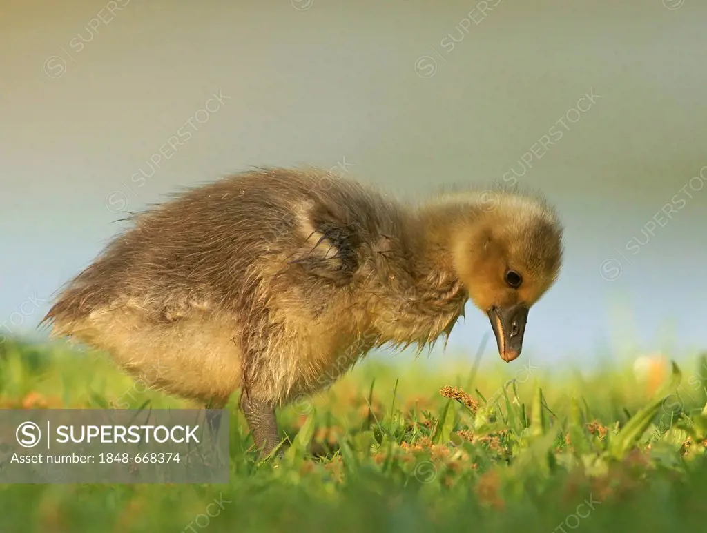 Grey Goose (Anser anser), gosling