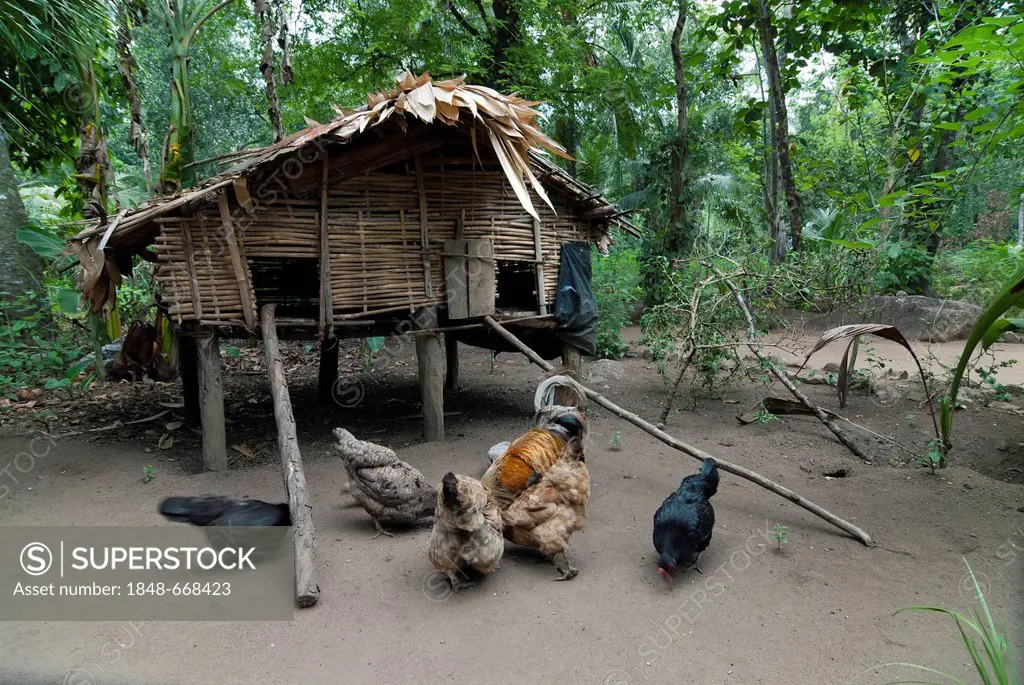 Cabin of forest dwellers, in Ponmudi, Western Ghats, Kerala, South India, India, Asia