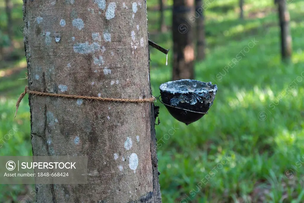 Rubber tree (Hevea brasiliensis), natural rubber production on a plantation in Ponmudi, Western Ghats, Kerala, South India, India, Asia