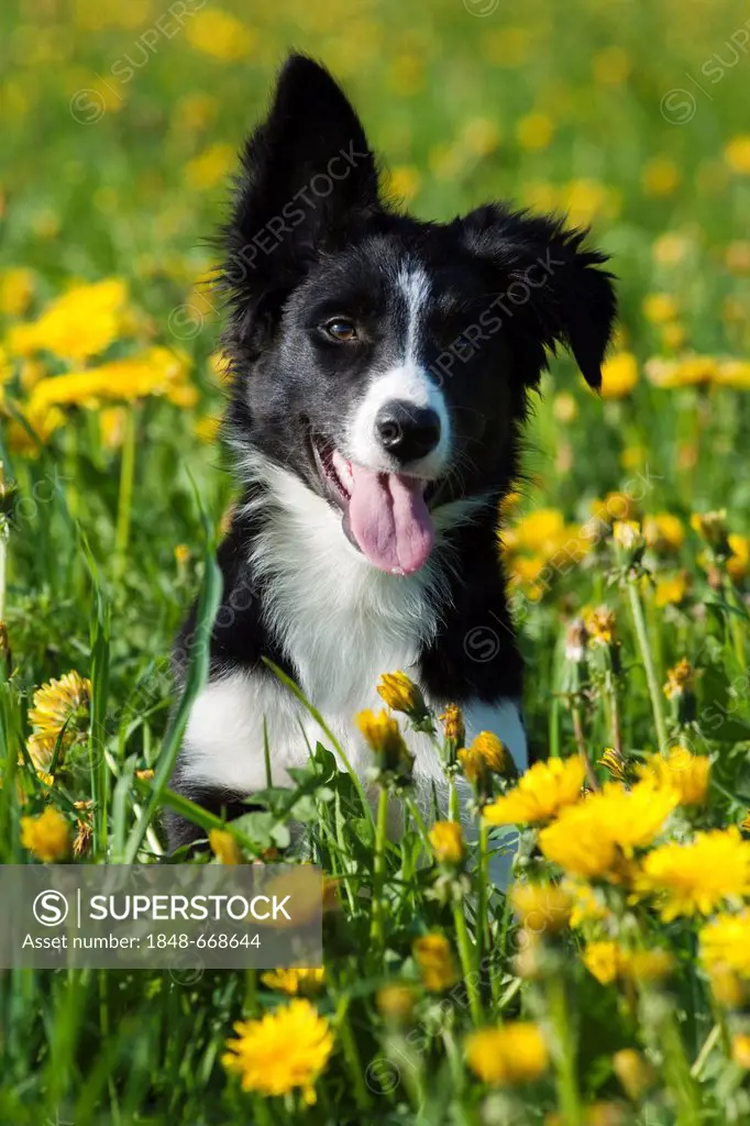 Border collie, puppy with one ear hanging down, sitting on a meadow with dandelions