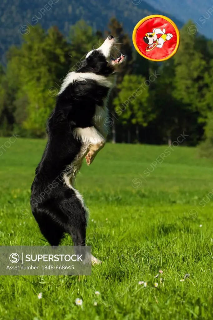 Border collie jumping into the air to catch a frisbee, northern Tyrol, Austria, Europe