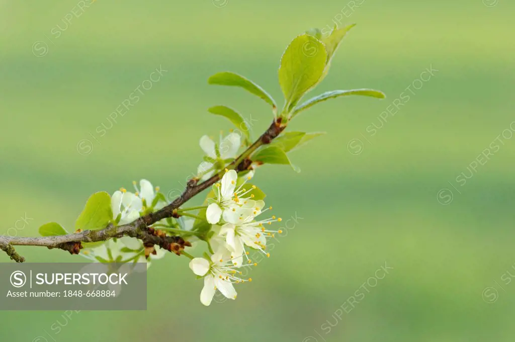 Tree blooming in spring, plum (Prunus domestica)