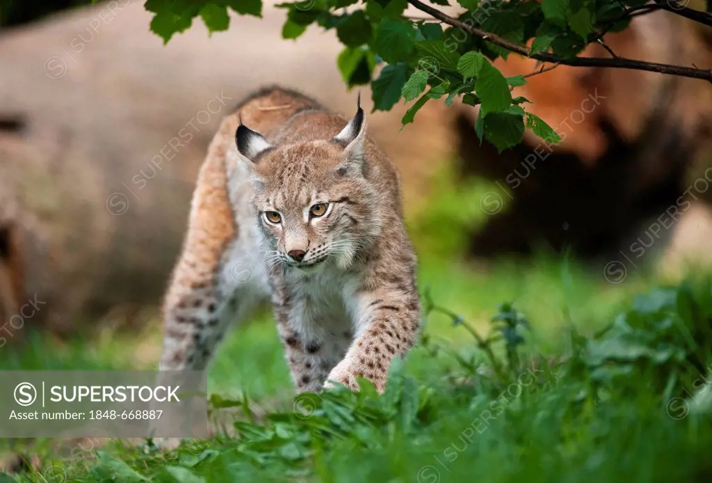 Northern Lynx (Lynx lynx)