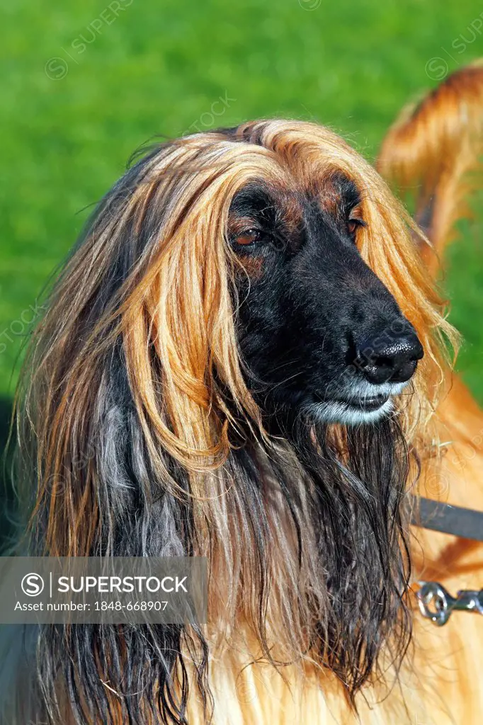 Afghan Hound (Canis lupus familiaris), sighthound breed, male