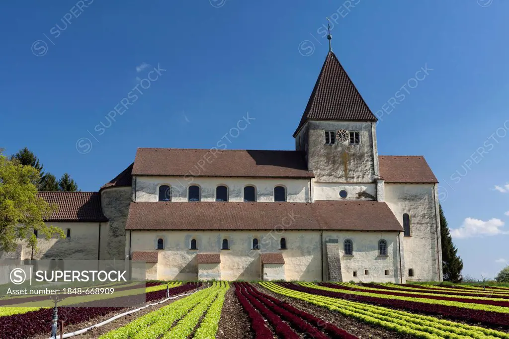 Church of St. Georg on the vegetable-growing island of Reichenau on Lake Constance, Reichenau Island, Oberzell, Konstanz district, Baden-Wuerttemberg,...