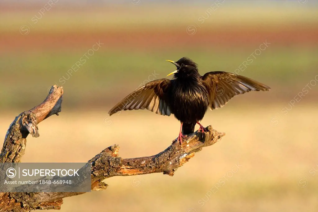 Spotless starling (Sturnus unicolor), courtship song, Quintana de la Serena, Badajoz, Extremadura, Spain, Europe
