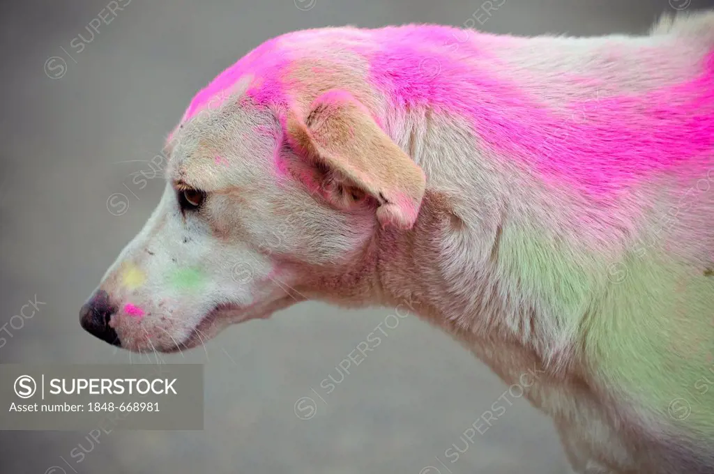 Dog with colored powder, Holi color festival, Terekhol, Goa, South India, India, Asia