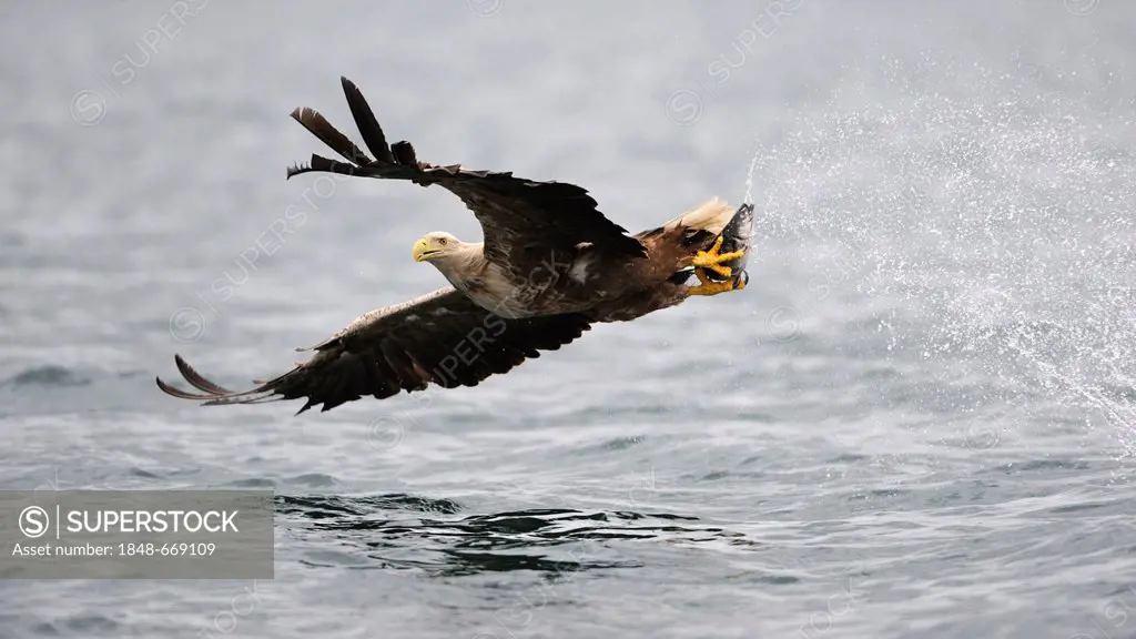 White-tailed Eagle or Sea eagle (Haliaeetus albicilla) in flight with prey, Flatanger, Nordtrondelag, Norway, Scandinavia, Europe