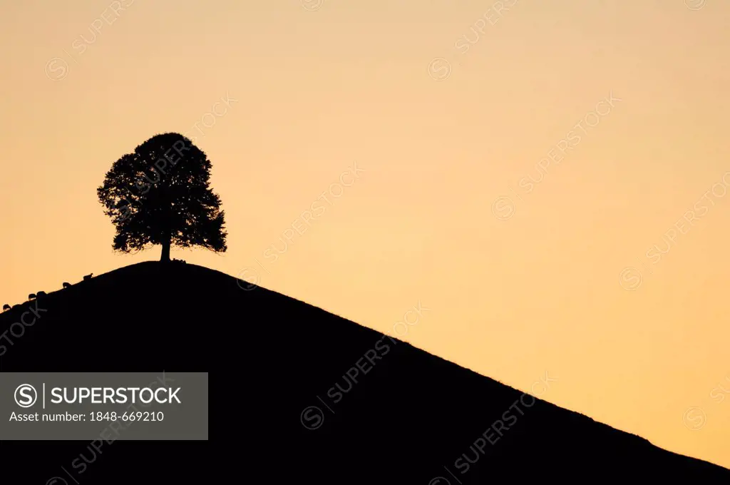 Tree on a moraine hill during a full moon, Hirzel, Switzerland, Europe