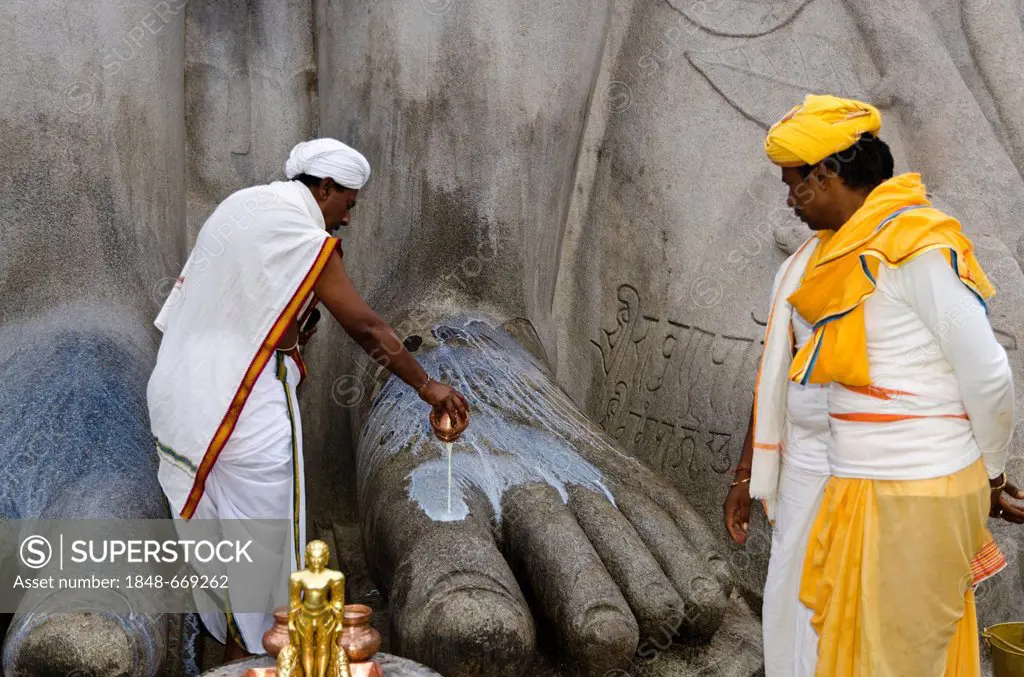 Two local priests are pouring milk over the feet of the statue of Lord Gomateshwara, the tallest monolithic statue in the world, dedicated to Lord Bah...