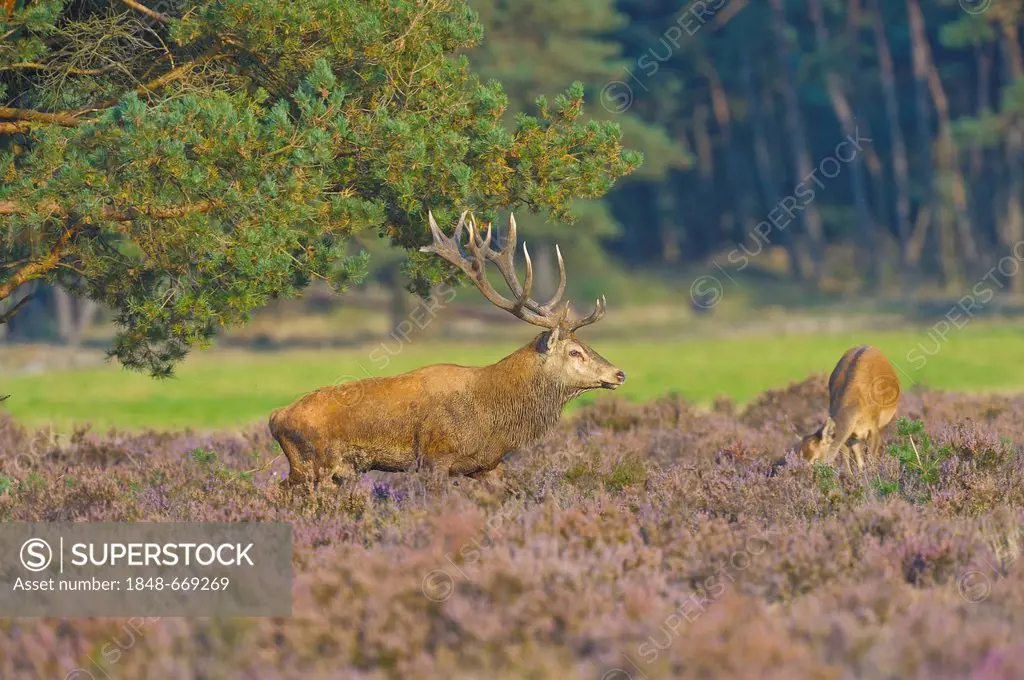 Red Deer (Cervus elaphus), stag and hind, Netherlands, Europe