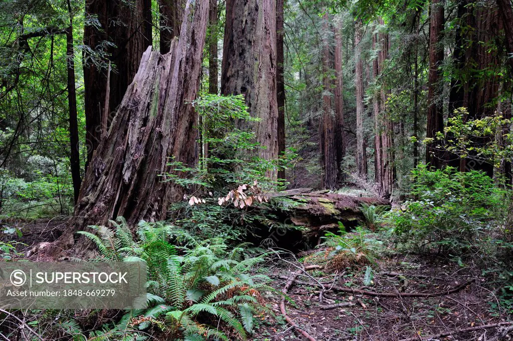 Vegetation and Coast Redwoods (Sequoia sempervirens), Muir Woods National Park, California, USA