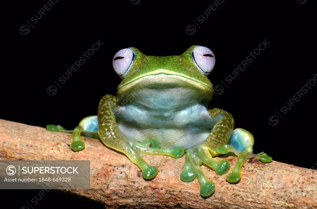 Nocturnal poison frog, skeleton frog (Boophis sp.), in the rain forests of northern Madagascar, Africa