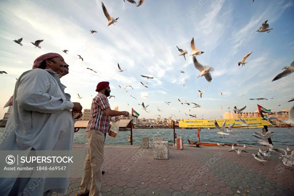 Locals feeding the gulls alongside Dubai Creek in Dubai, United Arab Emirates, Middle East, Asia