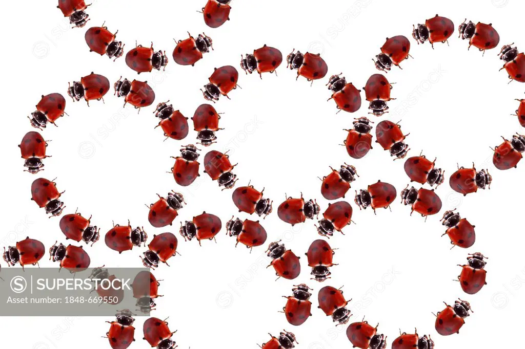 Circles of Ladybugs, illustration