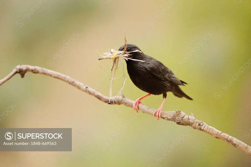 Spotless Starling (Sturnus unicolor), perched on twig with nesting material in beak