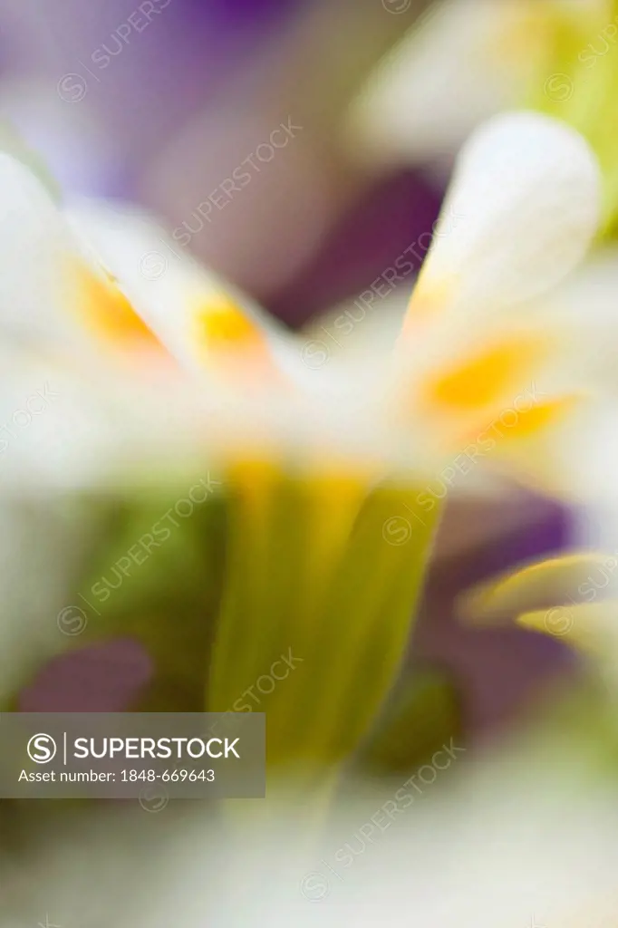 Auricula, Mountain Cowslip or Bear's Ear (Primula auricula), blurred