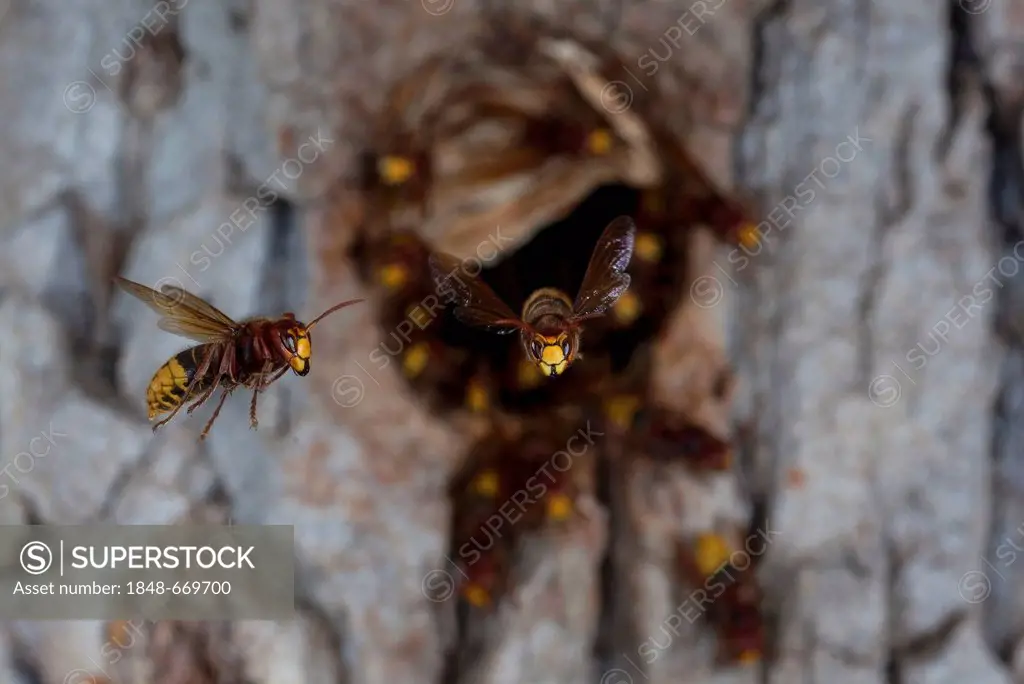 European hornet (Vespa crabro) in flight, in front of the nest entrance, tree hole, Thuringia, Germany, Europe