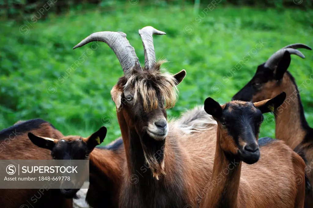 Billy goat, cross of a Thuringian goat and a Bunte Deutsche Edelziege breed, left, and Bunte Deutsche Edelziege goat, right, organic farm in Othenstor...