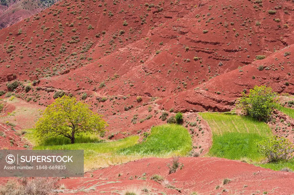 Small fields in a dry high valley with red slopes, Ait Bouguemez valley, Grand Atlas Mountains, Morocco, Africa